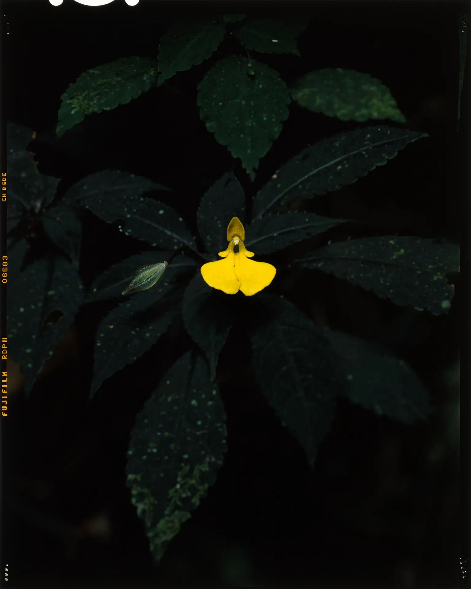 Impatiens rubricaulis